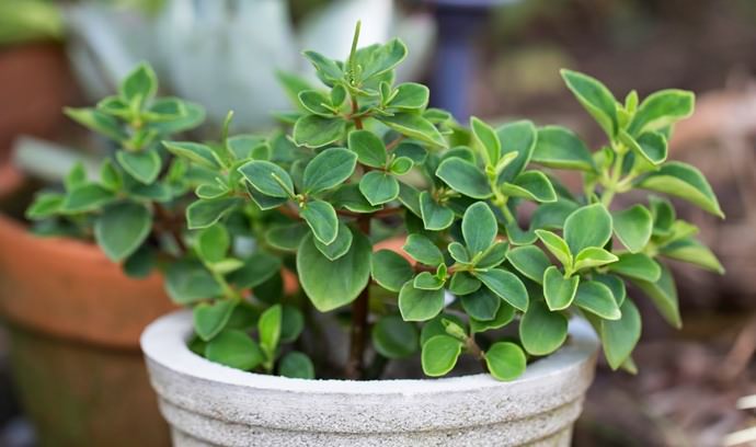 Пеперомия приятная